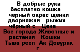 В добрые руки бесплатно,кошка,2.5черный окрас,щенки дворняжки,3 рыжих 1 чёрный,с › Цена ­ - - Все города Животные и растения » Кошки   . Тыва респ.,Ак-Довурак г.